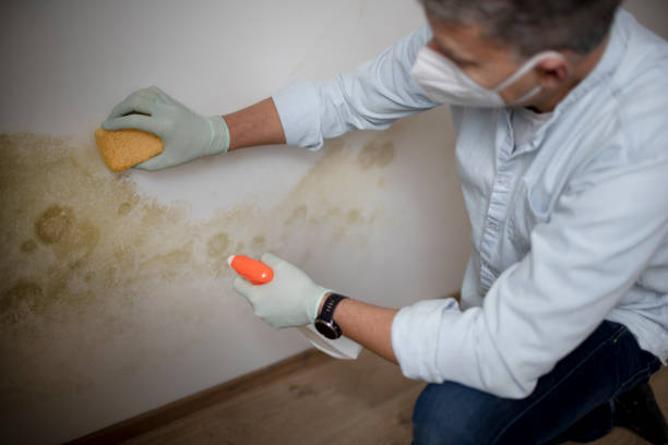 Best Commercial Mold Removal  in Gueydan, LA