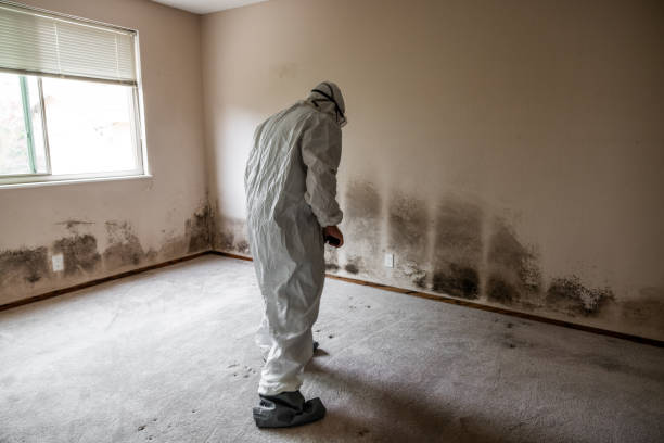 Crawl Space Mold Removal in Gueydan, LA