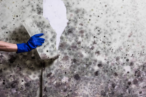 Best Office Mold Removal Services  in Gueydan, LA