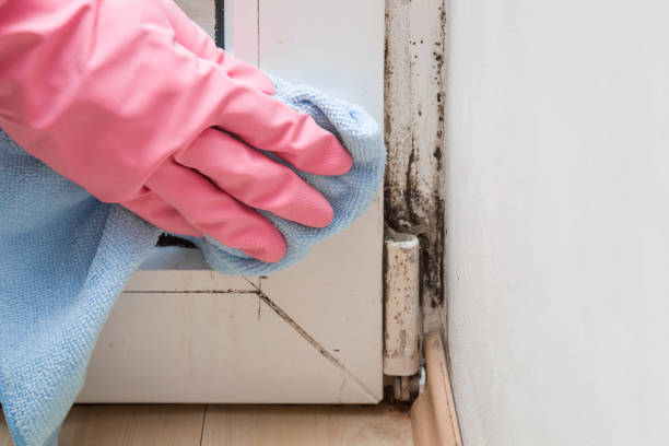 Trusted Gueydan, LA Mold Removal Experts