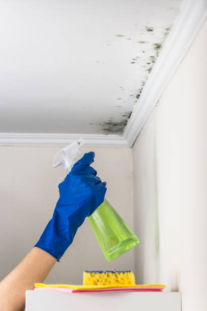 Best Affordable Mold Removal  in Gueydan, LA