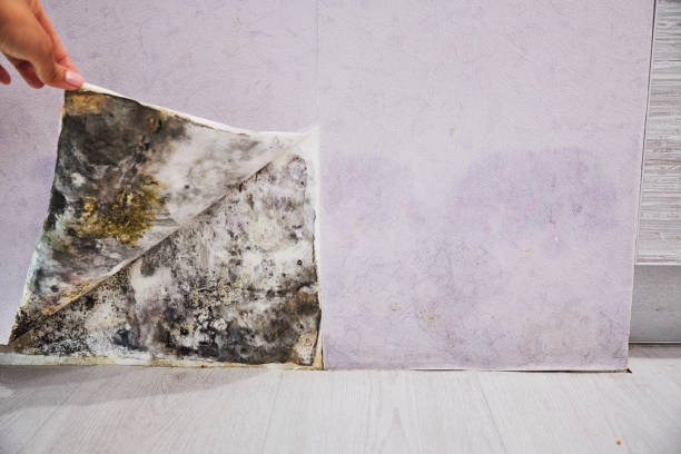 Best Mold Removal Company Near Me  in Gueydan, LA